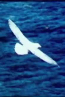 Birds by the Sea (Prayer) Trailer
