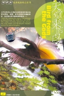 Birds from the Gods Trailer