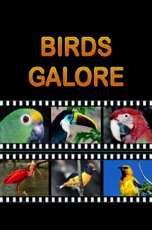 Birds Galore Trailer