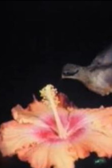 Birds of Paradise Trailer