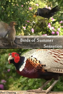 Birds of Summer Sensation Trailer