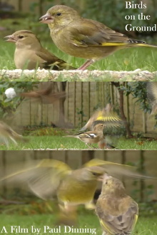 Birds on the Ground Trailer