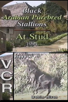 Black Arabian Purebred Stallions At Stud Trailer