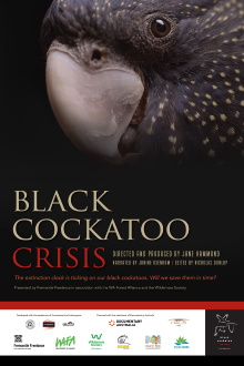 Black Cockatoo Crisis Trailer