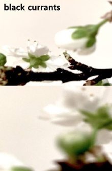 Black currants Trailer