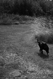 Black Dog Trailer