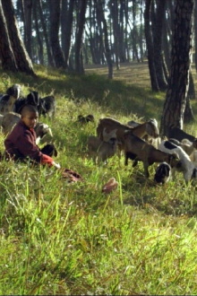 Black Goat Trailer