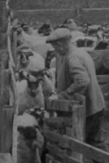 Blackfaced Sheep Trailer