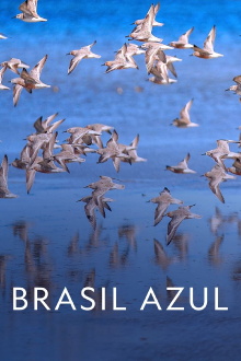 Blue Brazil Trailer