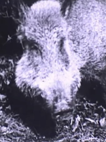 Boar Hunt Trailer