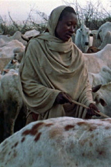 Boran Herdsmen Trailer