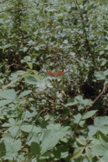 Bordered Trailer