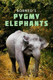 Borneo's Pygmy Elephants Trailer