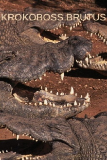 Boss Croc Trailer