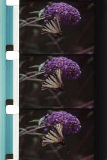 Bouquets 31-40 Trailer