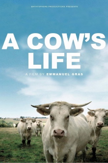 Bovines Trailer