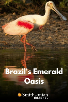 Brazil's Emerald Oasis Trailer