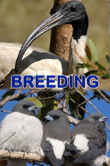 Breeding Trailer