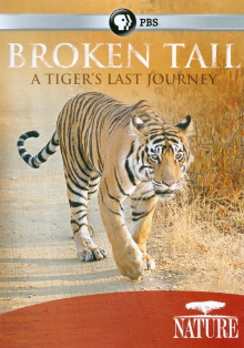Broken Tail: A Tiger's Last Journey Trailer