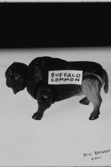 Buffalo Common Trailer