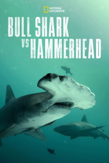 Bull Shark vs. Hammerhead Trailer
