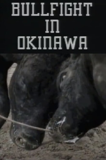 Bullfight in Okinawa Trailer