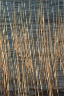 Bulrushes Trailer