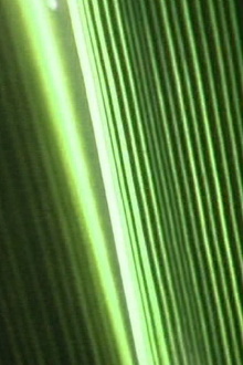 Bump Past Cut Up Through Windows Trailer