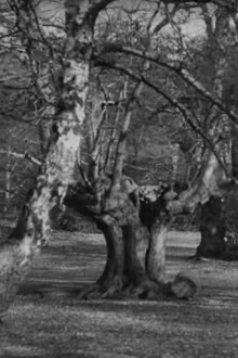 Burnham Beeches Trailer