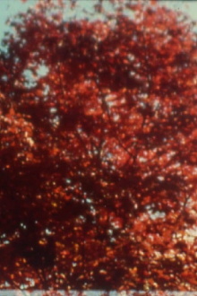 Burning Trailer