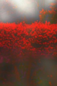 Burning Bush Trailer