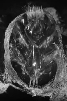 Busy Bees Trailer