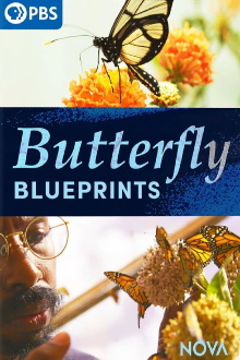 Butterfly Blueprints Trailer