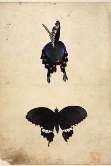 Butterfly Trailer