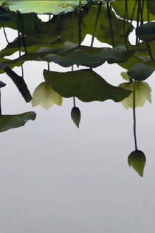 By the Lotus Trailer
