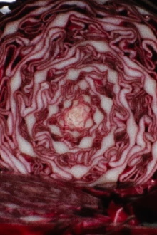 Cabbage Trailer