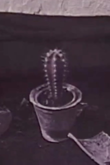 Cactus Trailer