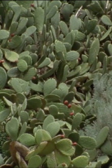 Cactus Raptus Trailer