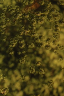 Calyx Trailer