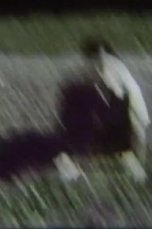 Camera/Cage Trailer