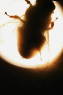 Camera Insectorum - Apis Mellifera Trailer