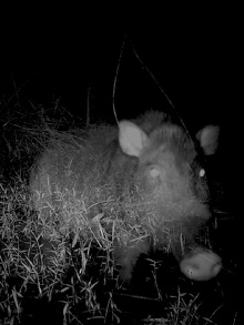 Camera Trap Trailer