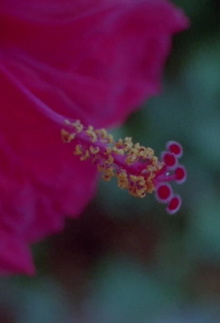 Can you spell the leaf? Trailer