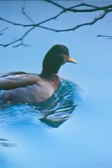 Canards Trailer