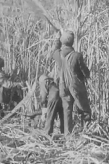 Cane Sugar Trailer