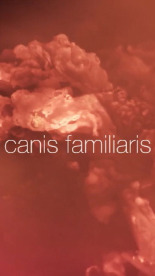 Canis familiaris Trailer