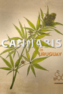 Cannabis in Uruguay Trailer