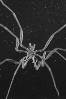Caprelles et Pantopodes Trailer