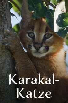 Caracal: The Lone Cat Society Trailer