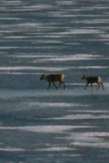 Caribou in the Archive Trailer